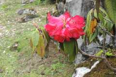 Rhododendron arboreum